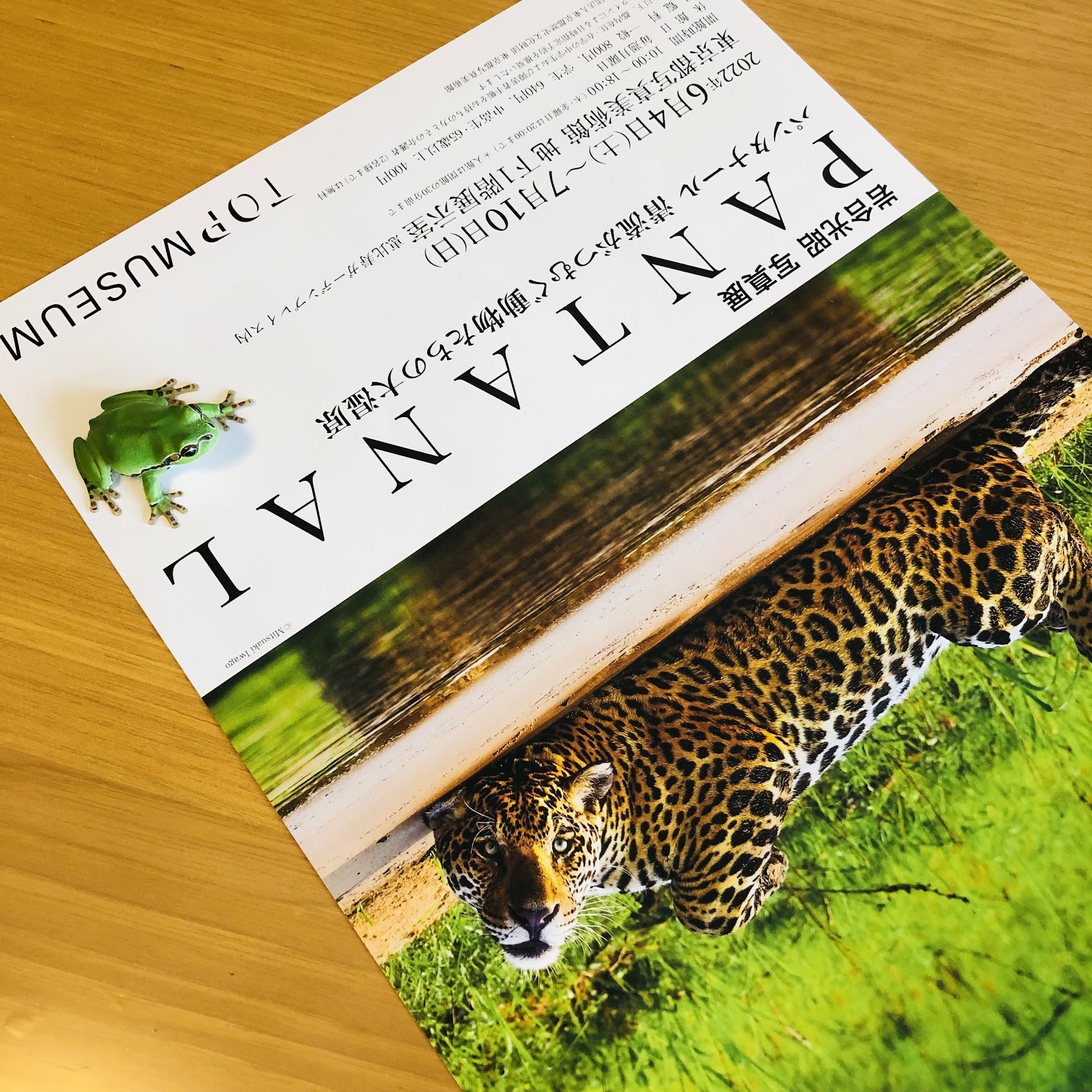 岩合光昭写真展 Pantanal 猫だけじゃない 野生動物の世界 岩合光昭写真展 Pantanal 猫だけじゃない 野生動物の世界