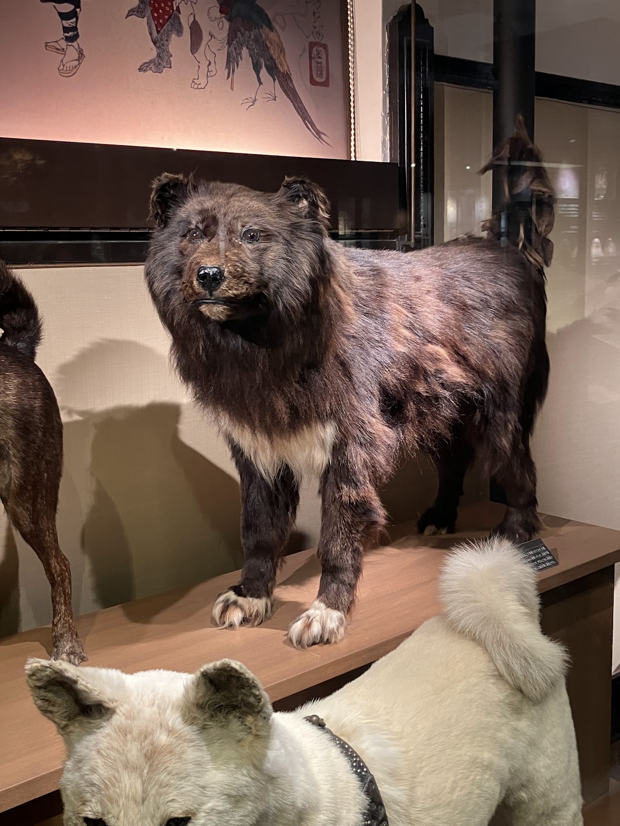 タロとジロ ー 南極に行った犬たちの剥製は、札幌と上野に